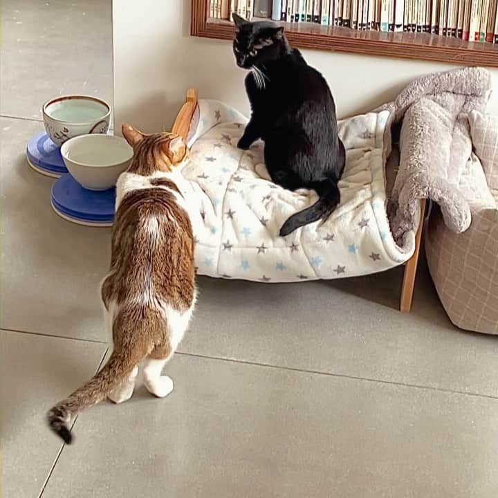 Katetsaiのインスタグラム：「在愛情的世界裡，有時後你只能默默的轉身離開 In the world of love, sometimes you just turn around and leave silently.  #吉美還怒視斥責你變態啊 #麻吉瞬間慢速 #催淚的愛情悲劇  #cat #neko #ネコ #ねこ #猫  #Machifansclub #麻吉Machi #吉美jigme #Jigmefansclub #catsofinstagram #katetsaivideo」