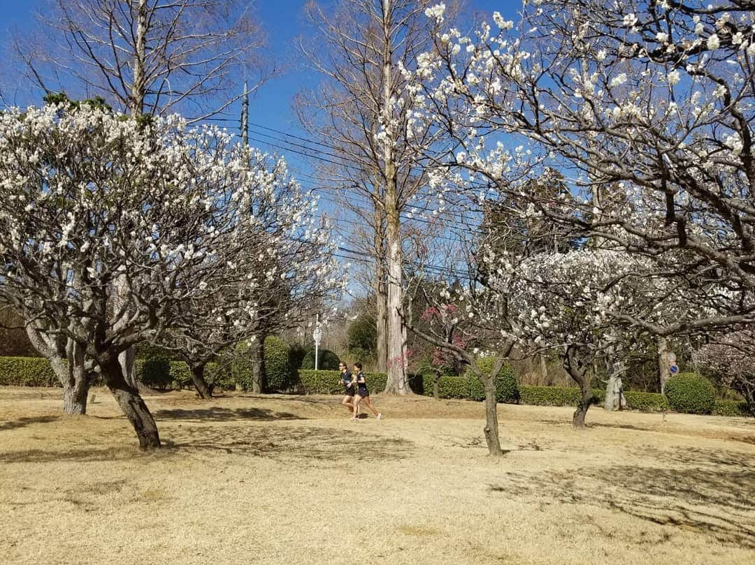 上田藍さんのインスタグラム写真 - (上田藍Instagram)「. Plum blossoms smell very good. #plumblossoms #chatrunning🏃🏃🎵  ：：：：：：：：： ここ数日間、とても暖かい日が続いたことで、梅園の花達がいっきに開花して、と～～～～っても良い香りが漂っていました🤗🍀 梅の木の背丈がそんなに高くないので、目の前に赤、白、ピンクのお花が咲いていて、走りながら『うわぁ～いい香り～🙌』と癒されました🎵お花と一緒で可愛らしい香りでした。 しかしまたグッと寒さが戻ってきたので要注意ですね🌟健康第一にすごしていきましょう((o(^∇^)o))✨ #梅園 #香り漂う #癒しランニング #梅の木の影も素敵です🤗」2月24日 16時12分 - ai_love_tri