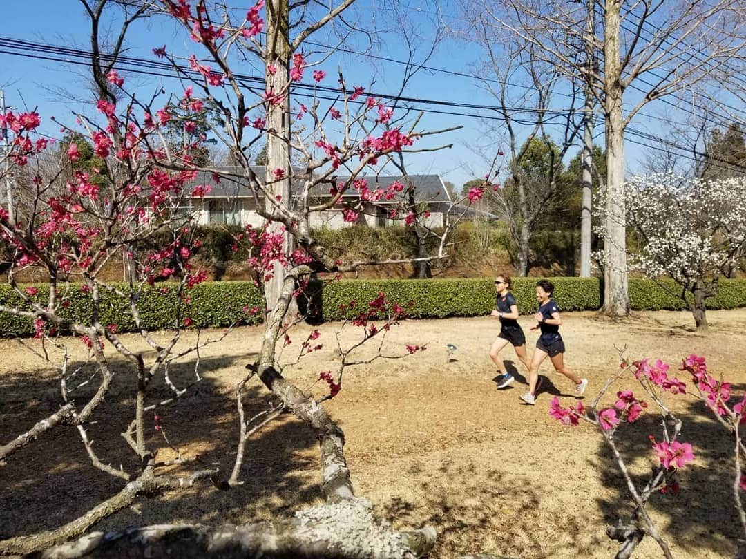 上田藍さんのインスタグラム写真 - (上田藍Instagram)「. Plum blossoms smell very good. #plumblossoms #chatrunning🏃🏃🎵  ：：：：：：：：： ここ数日間、とても暖かい日が続いたことで、梅園の花達がいっきに開花して、と～～～～っても良い香りが漂っていました🤗🍀 梅の木の背丈がそんなに高くないので、目の前に赤、白、ピンクのお花が咲いていて、走りながら『うわぁ～いい香り～🙌』と癒されました🎵お花と一緒で可愛らしい香りでした。 しかしまたグッと寒さが戻ってきたので要注意ですね🌟健康第一にすごしていきましょう((o(^∇^)o))✨ #梅園 #香り漂う #癒しランニング #梅の木の影も素敵です🤗」2月24日 16時12分 - ai_love_tri
