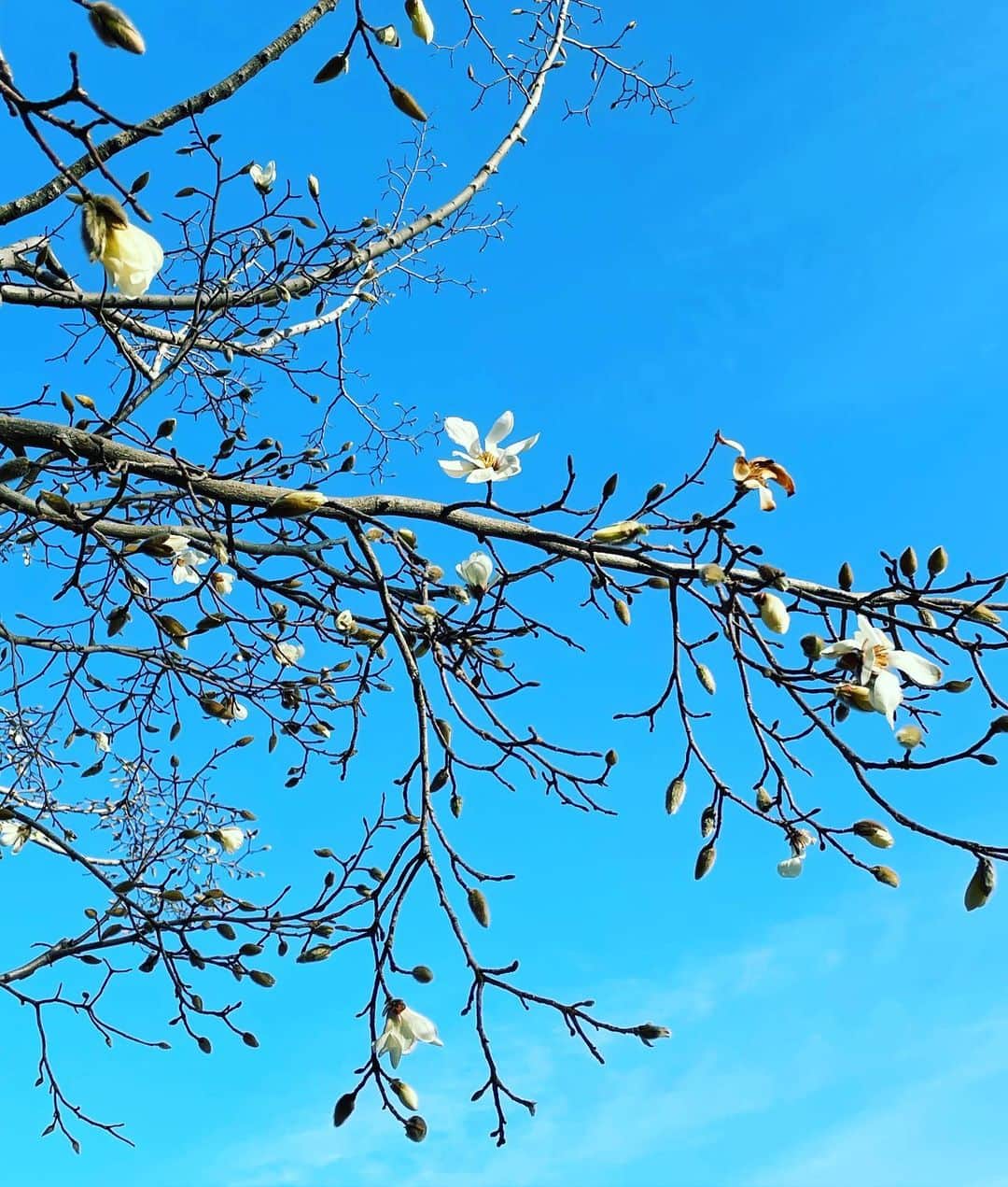 榊いずみさんのインスタグラム写真 - (榊いずみInstagram)「春が近いねー。  #こぶし #earthing」2月24日 16時14分 - izumizmroom