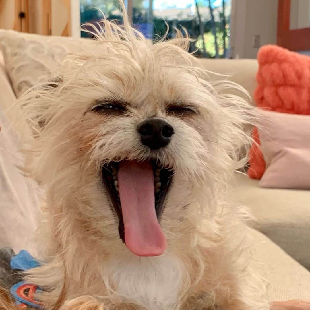 のインスタグラム：「#Freddie」
