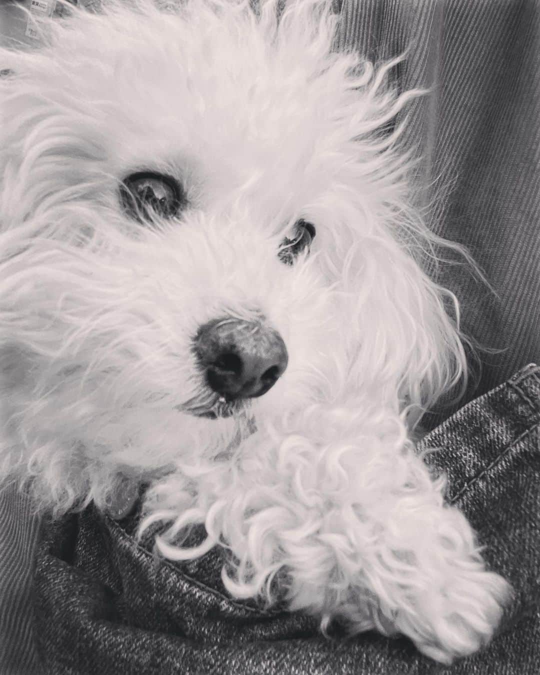 のインスタグラム：「もじゃふわおもち🐩  #dog #toypoodle #love #犬 #トイプードル #かわいい  #omochi #おもち #sotaro #聡太郎」