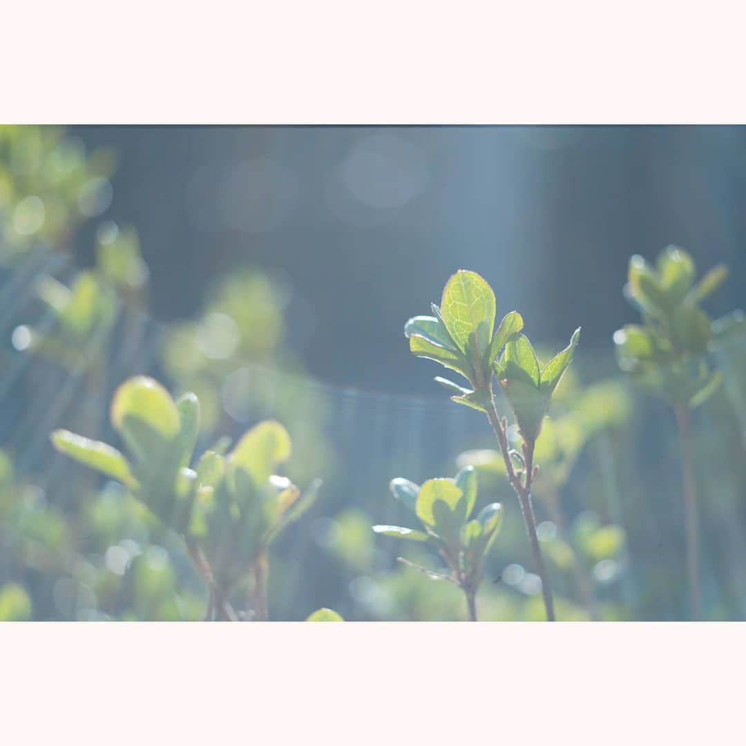 花澄さんのインスタグラム写真 - (花澄Instagram)「新芽パーティーしてた。  Leica M10-P elmar 65mmm f3.5   #tokyocameraclub#leica#leicam10p#elmar#elmar65mm#oldlens#ライカ#ライカm10p#オールドレンズ#tokyo#japan#oldlens_tokyo#花澄#kazumiphotography#visoflex」2月24日 16時31分 - textisan