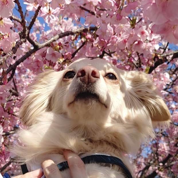 桜子のインスタグラム：「#チワックス #チワワ #ミニチュアダックスフンド #桜 #犬のいる暮らし #dogstagram #doglover #chihuahua」
