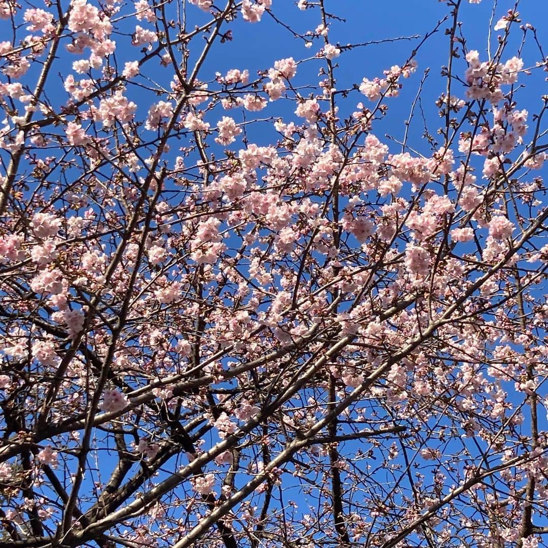 江藤あやさんのインスタグラム写真 - (江藤あやInstagram)「大好きなお姉様と、とらやでデート💕  いつも元気と勇気をくださる、太陽のような存在🌞 お話聞いてるだけで、ニヤニヤ、ワクワクしちゃう。 尊敬するステキな女性です。  いつもありがとうございます😊  あわぜんざいと、お抹茶とても美味しかったです。  豊川稲荷の桜がもう咲いてました🌸  もう春なのね〜。  #とらや #あわぜんざい #抹茶」2月24日 17時03分 - ayayakko19