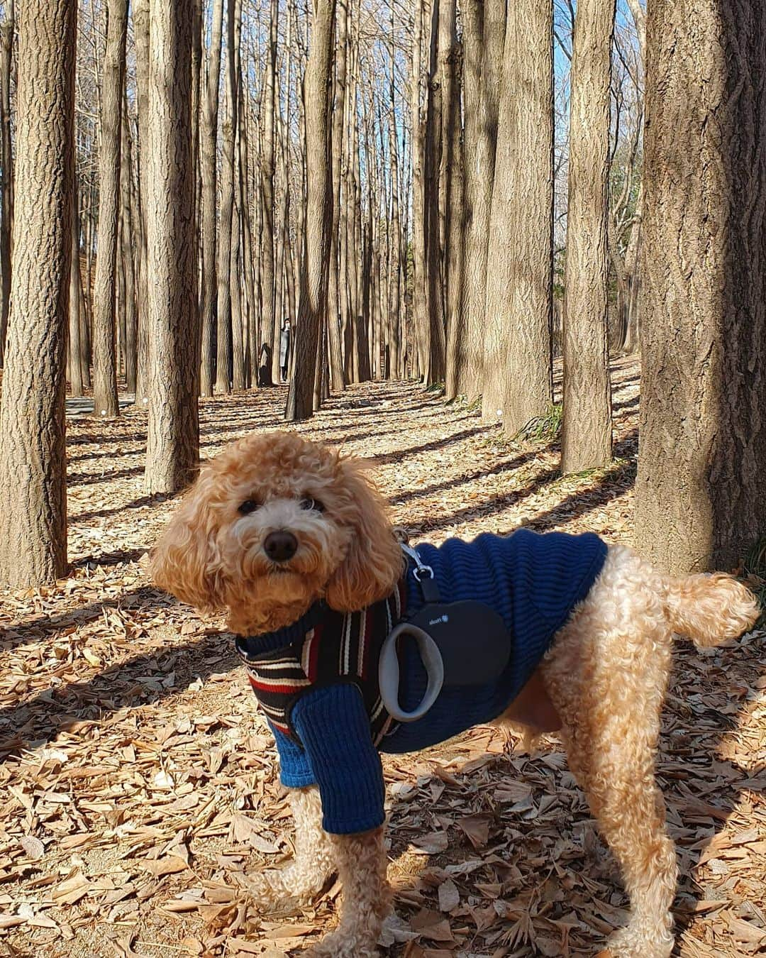 イ・テランさんのインスタグラム写真 - (イ・テランInstagram)「제가 직접 디자인에 참여하고 즐겨 쓰는 #찰리크라운 #볼캡  오늘 저녁 7시 #네이버라이브쇼핑 에서 만나실 수 있어요~!! . . 평소 #산책 하거나 급하게 #외출 할때  #헤어스타일 신경쓰기 귀찮을때.. 전 매일 그래서.. 매일 착용한답니다^^ . . #스타일 나는 볼캡에 #향기 까지 더해진 #모자 에요~ #마스크 와 함께 쓰고 나가면 아무도 못알아? 보는것 같기도 한건 제 착각인가요😅 . . 오늘 저녁 7시 네이버 라이브 쇼핑에서 #찰리스캔들 또는 #찰리크라운 검색하시면 #배우박현정 님이 자세히 설명해 드릴거에요! 나와 친구, 연인을 위해 #봄맞이선물 준비하세요💝 . . #봄 #선물추천 #볼캡추천 #커플선물 #졸업선물 #입학선물 #볼캡매니아  #이태란 . . @charlies_candle  @charlie_crown_official  @maggie1004g」2月24日 17時14分 - i_taeran