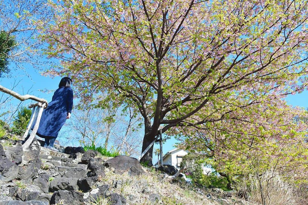 伊東市公式アカウントさんのインスタグラム写真 - (伊東市公式アカウントInstagram)「ㅤㅤㅤㅤㅤㅤㅤㅤㅤㅤㅤㅤㅤ あと、もう少し🌸  follow : @itouji_official  ㅤㅤㅤㅤㅤㅤㅤㅤㅤㅤㅤㅤㅤ #わたしといとうと #伊東 #伊東市 #静岡 #静岡県 #伊豆 #いいね伊豆 #観光 #地域おこし協力隊  #桜 #小室桜 #伊豆高原  #うがい手洗い忘れずに #マスクをしよう #コロナに負けるな #Ito #Itocity #Shizuoka #Izu #instagood #ito_stagram #sakura  #今日もおつかれさまでした」2月24日 17時14分 - itouji_official