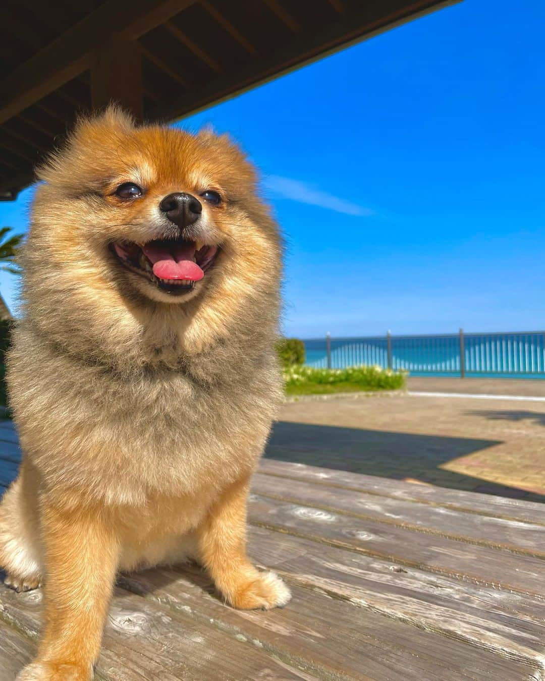 KITAKAZE & LILIさんのインスタグラム写真 - (KITAKAZE & LILIInstagram)「青空🟦犬🐶晴れ☀️海🏖＝インスタ映✨  #リリスタグラム#lilistagram#ポメラニアン #ポメラニアンが世界一可愛い #ポメラニアン部 #ポメ #ポメスタグラム #犬 #犬バカ部 #いぬ部 #いぬら部 #いぬバカ部 #いぬのきもち #いぬぐみ #いぬすたぐらむ #ふわもこ部#ティックトック #pomeranian #pomeranians #pomeranianlove #pomeraniansofinstagram #pom #dog #dogstagram #doglover #doglife#tiktok#tiktoker」2月24日 17時14分 - kitakaze_s_lili