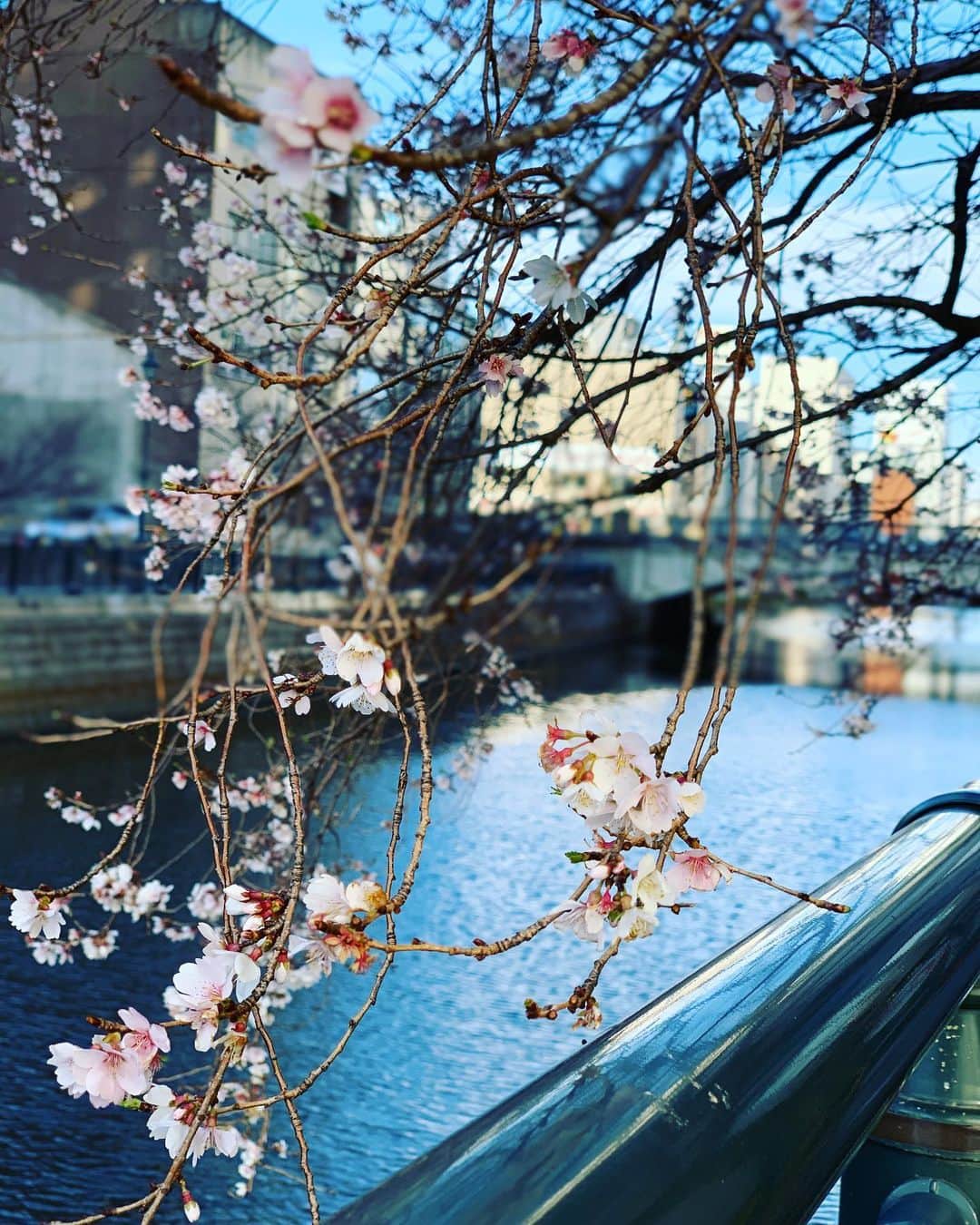 福井晶一さんのインスタグラム写真 - (福井晶一Instagram)「名古屋2公演目、無事に終演しました。 ご来場誠にありがとうございました！  御園座は舞台と客席の距離がとても近くお客様の温度をより身近に感じます。  それにしても今日の名古屋は寒いですね〜 一旦咲きはじめた桜の花もこの寒さで凍えているよう…  明日は久しぶりの2回公演 ソワレが17時と変更されてるのでご注意ください。 明日も全力でお待ちしています！  #ポーの一族 #御園座 #桜 #明日はマチソワ #12時17時」2月24日 17時18分 - shoichi.fukui