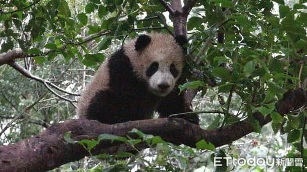 iPandaさんのインスタグラム写真 - (iPandaInstagram)「Yuan Bao, the giant panda born at Taipei Zoo, is nearly eight months old. Now, her physical strength and mobility are improved significantly. She either climbs up to a tree branch or rolls into a muddy ditch in her daily life. These impressive movements, which always make the tourists super excited, have caused more work for the nannies, as they have to induce her to get down of the tree before dark and rub off the mud for her.  (Photo credit: Taipei Zoo 臺北市立動物園; special thank to ETtoday新聞雲) 🐼 🐼 🐼 #Panda #iPanda #Cute #PandaNews #CCRCGP #WeAreFamily #PandaPic #BestJobInTheWorld」2月24日 17時21分 - ipandachannel