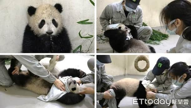 iPandaさんのインスタグラム写真 - (iPandaInstagram)「Yuan Bao, the giant panda born at Taipei Zoo, is nearly eight months old. Now, her physical strength and mobility are improved significantly. She either climbs up to a tree branch or rolls into a muddy ditch in her daily life. These impressive movements, which always make the tourists super excited, have caused more work for the nannies, as they have to induce her to get down of the tree before dark and rub off the mud for her.  (Photo credit: Taipei Zoo 臺北市立動物園; special thank to ETtoday新聞雲) 🐼 🐼 🐼 #Panda #iPanda #Cute #PandaNews #CCRCGP #WeAreFamily #PandaPic #BestJobInTheWorld」2月24日 17時21分 - ipandachannel