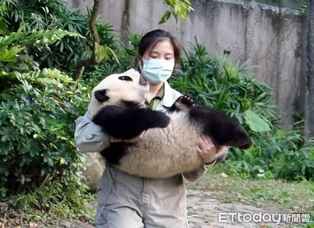 iPandaさんのインスタグラム写真 - (iPandaInstagram)「Yuan Bao, the giant panda born at Taipei Zoo, is nearly eight months old. Now, her physical strength and mobility are improved significantly. She either climbs up to a tree branch or rolls into a muddy ditch in her daily life. These impressive movements, which always make the tourists super excited, have caused more work for the nannies, as they have to induce her to get down of the tree before dark and rub off the mud for her.  (Photo credit: Taipei Zoo 臺北市立動物園; special thank to ETtoday新聞雲) 🐼 🐼 🐼 #Panda #iPanda #Cute #PandaNews #CCRCGP #WeAreFamily #PandaPic #BestJobInTheWorld」2月24日 17時21分 - ipandachannel