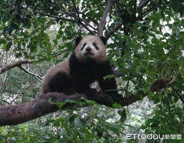 iPandaさんのインスタグラム写真 - (iPandaInstagram)「Yuan Bao, the giant panda born at Taipei Zoo, is nearly eight months old. Now, her physical strength and mobility are improved significantly. She either climbs up to a tree branch or rolls into a muddy ditch in her daily life. These impressive movements, which always make the tourists super excited, have caused more work for the nannies, as they have to induce her to get down of the tree before dark and rub off the mud for her.  (Photo credit: Taipei Zoo 臺北市立動物園; special thank to ETtoday新聞雲) 🐼 🐼 🐼 #Panda #iPanda #Cute #PandaNews #CCRCGP #WeAreFamily #PandaPic #BestJobInTheWorld」2月24日 17時21分 - ipandachannel