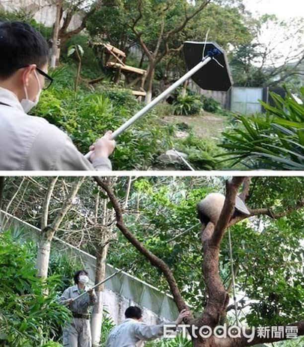 iPandaさんのインスタグラム写真 - (iPandaInstagram)「Yuan Bao, the giant panda born at Taipei Zoo, is nearly eight months old. Now, her physical strength and mobility are improved significantly. She either climbs up to a tree branch or rolls into a muddy ditch in her daily life. These impressive movements, which always make the tourists super excited, have caused more work for the nannies, as they have to induce her to get down of the tree before dark and rub off the mud for her.  (Photo credit: Taipei Zoo 臺北市立動物園; special thank to ETtoday新聞雲) 🐼 🐼 🐼 #Panda #iPanda #Cute #PandaNews #CCRCGP #WeAreFamily #PandaPic #BestJobInTheWorld」2月24日 17時21分 - ipandachannel