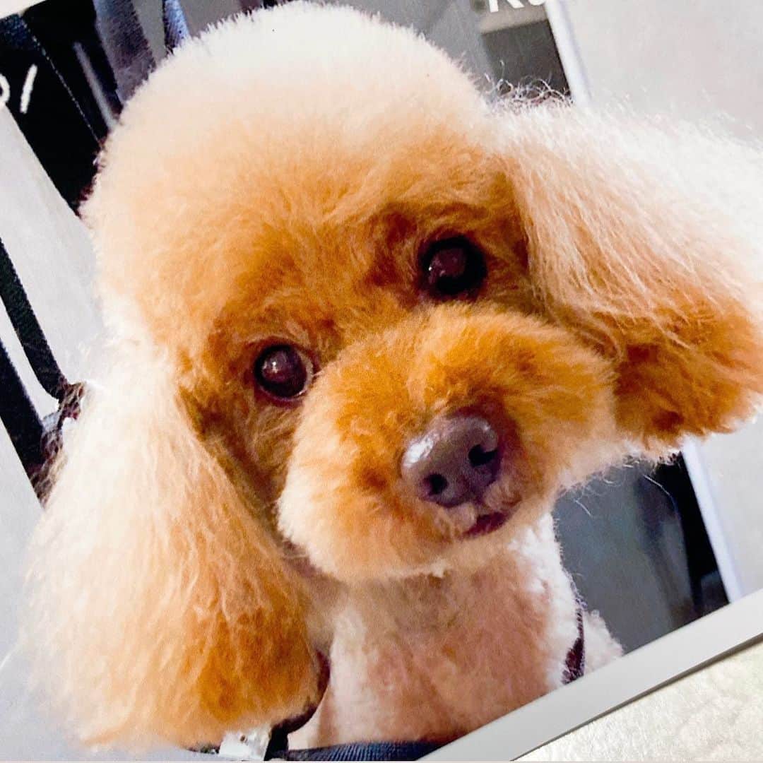 JULIANのインスタグラム：「CHROME(クロム)8才🐩 トリミング✂︎後に撮影📸 🐩🐩🐩🐩🐩🐩🐩 #犬 #わんこ #ペット #トリミング #🐩 #トリミングサロン #垂水　 #ペットパラダイス #エブリドッグ  #トイプードル #トイプードル部  #トイプー #といぷーどる #토이푸들  #プードル #ティーカッププードル #マルプー #いぬバカ部  #愛犬 #犬バカ部 #いぬのきもち  #いぬすたぐらむ #ふわもこ部 #もふもふ #犬のいる暮らし #わんすたぐらむ  #わんこのいる生活 #犬のいる生活  #犬好きな人と繋がりたい  #toypoodlegram  🐩🐩🐩🐩🐩🐩🐩🐩🐩」