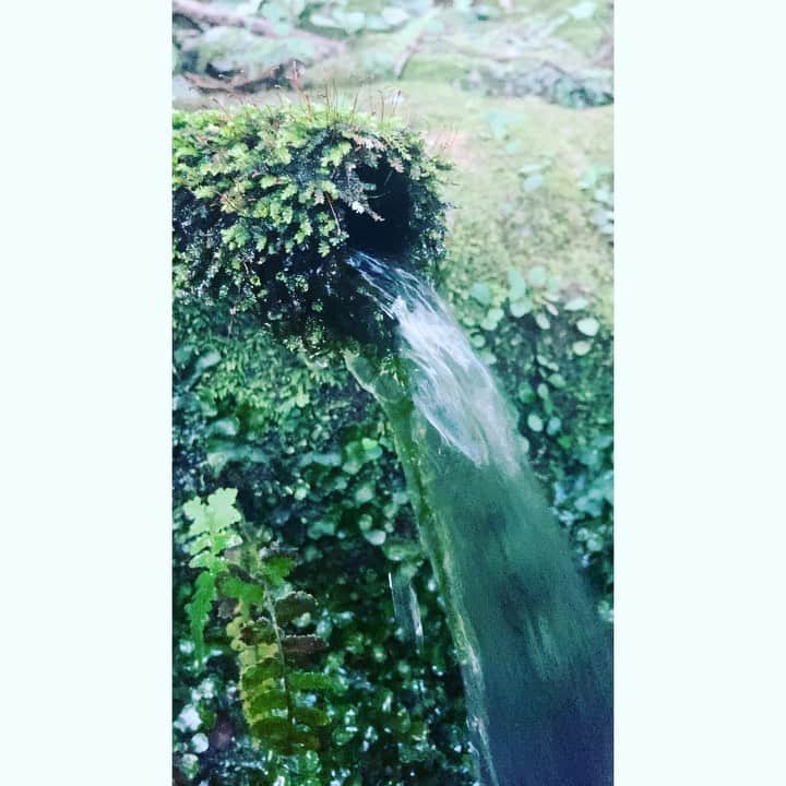 journaleatripのインスタグラム：「water  蛇口をひねれば ジャーと必ず流れでてくる水はついつい 当たり前のように思ってしまう、 そして有料。　  熊本と長崎の湧水の場所に友人に連れて行ってもらった。岩から滲みでる水、山奥からコンコン流れる水、有難い有難いと両手に溜めて飲む。山形でも水源地に連れていってもらった。 水が豊かな場所に暮したいと映画の中で語ったのは沖縄の森岡尚子ちゃん。 正勝ちゃんも篠山で。 みんな豊かな水の流れる側に移り住んで暮し始めている。」
