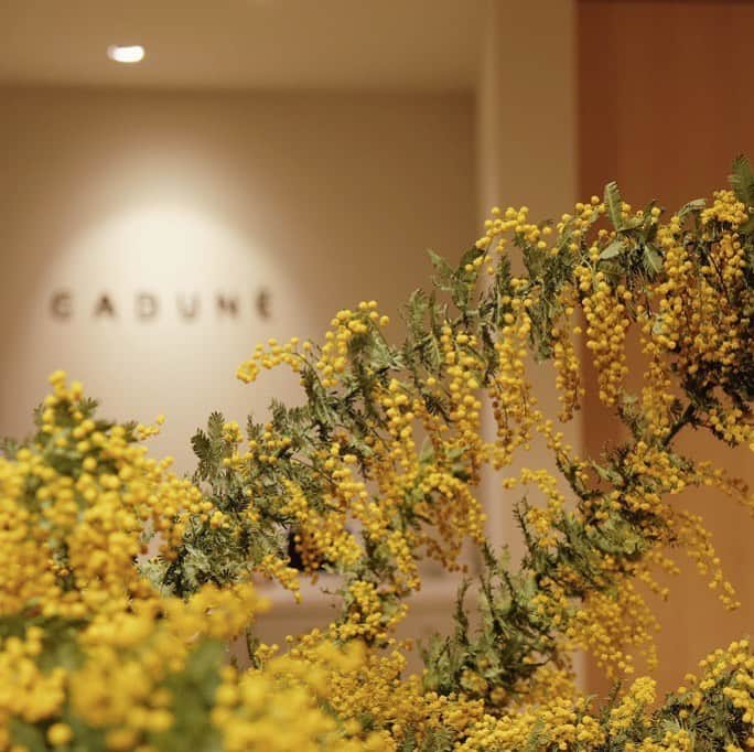 のインスタグラム：「\CADUNEインスタライブ告知/  本日2/24(水) 20時10分〜 ルミネ新宿店より インスタライブを配信いたします！ お問い合わせ多数頂いていたアイテムが ついに明日入荷となりますので、 そのアイテムを中心にご紹介いたします✨  @arpege_story からも同時配信いたしますので ぜひご覧ください！  @cadune_official」