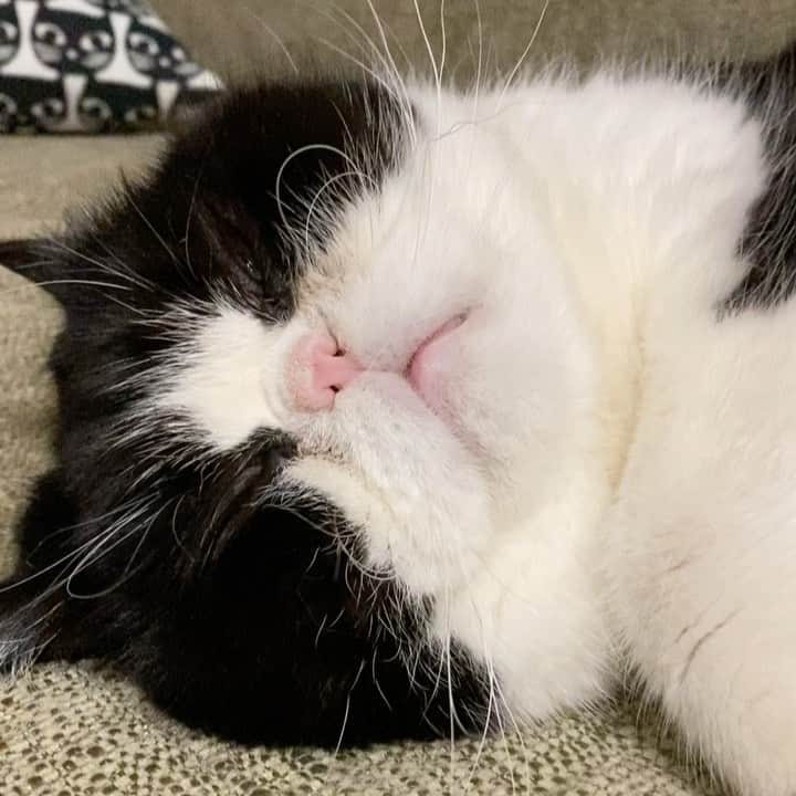 nemuru_catのインスタグラム：「#ルーク  年末ジャンボ コワくてまだ見てない… * #ねこ部#cat#cats#neko#猫#catsofinstagram#bestmeow#catlover#ふわもこ部#エキゾチックショートヘア#exoticshorthair#はちわれ」