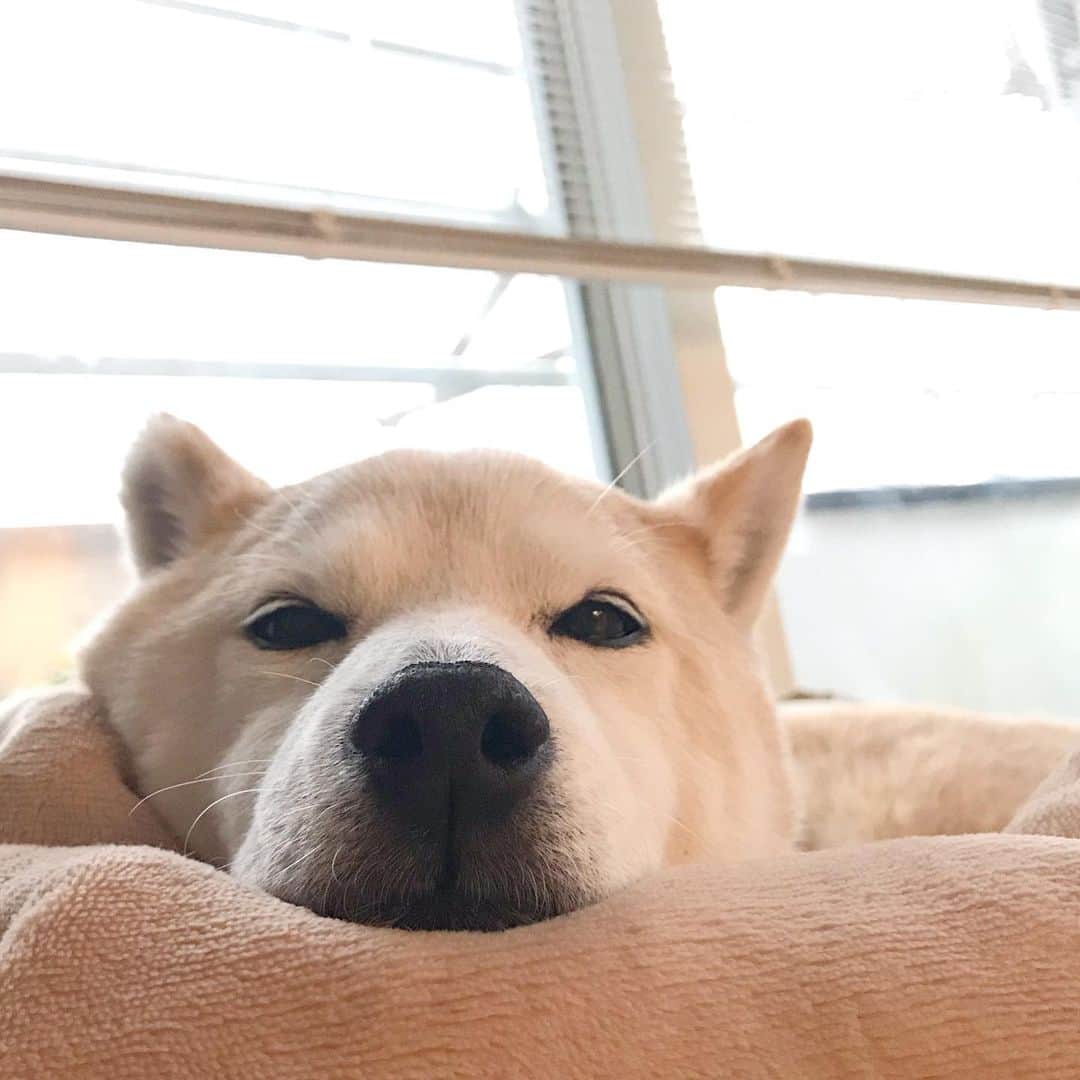 柴犬リリコのインスタグラム：「我が家の可愛いKちゃま🧒🏻が5歳になりました🥰  お誕生日ケーキはKちゃまリクエストで昨年と全く一緒のケーキに😅 @leschoux1996   #誕生日 #birthday」