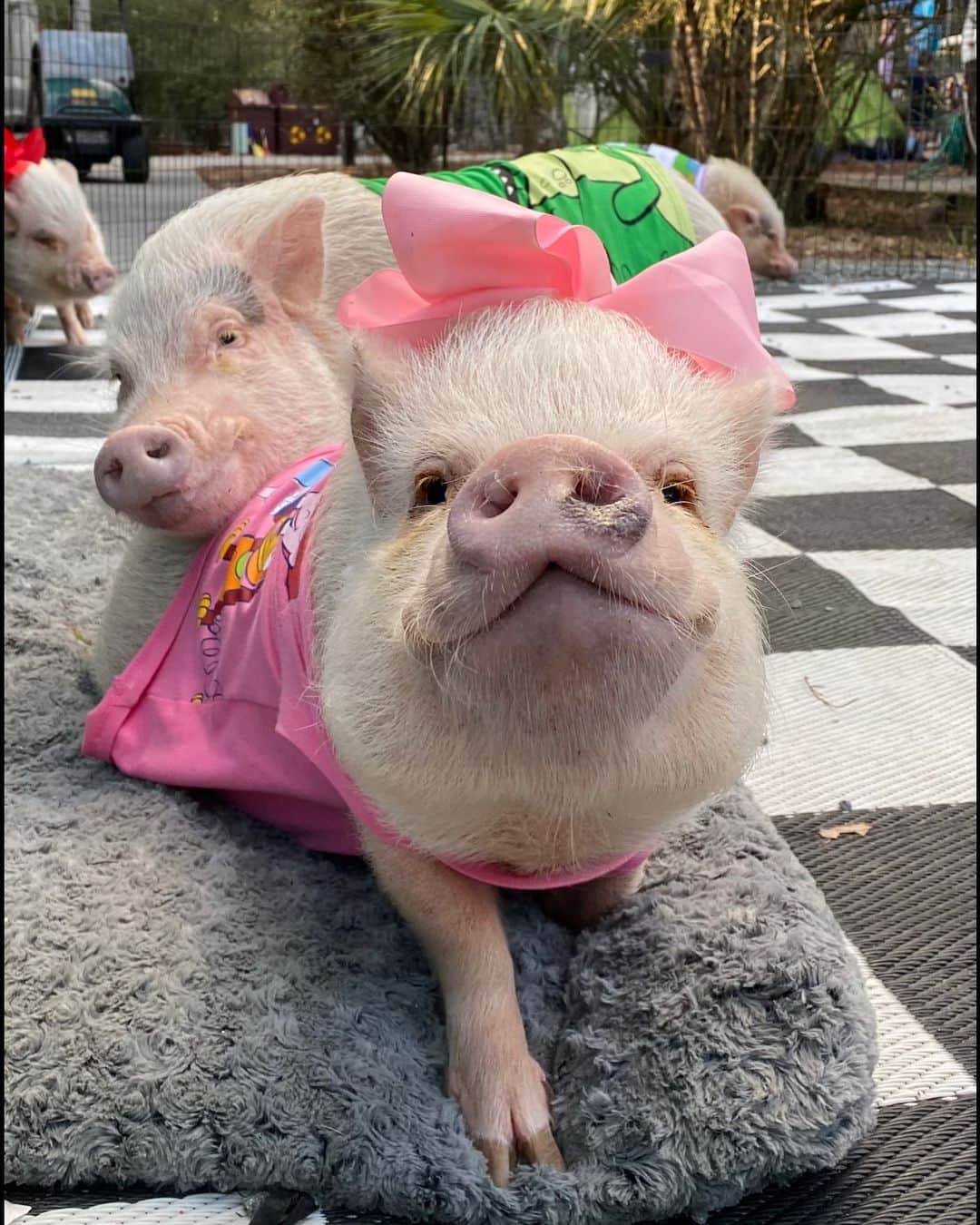 のインスタグラム：「When your baby brother thinks you are his pillow pet. Happy Hump Day everybody!💞🐷#pillowpet #poseythepig #piggypenn #PrissyandPop」