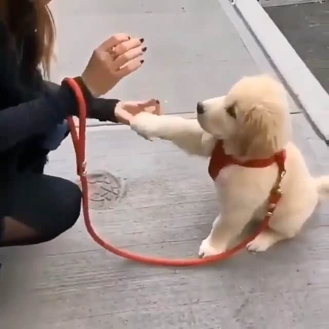 animalsのインスタグラム：「Such a good boy ❤️ Video by: @goodboybooomer」