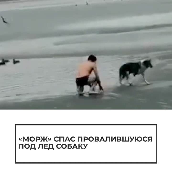 RIAノーボスチのインスタグラム：「В Ставропольском крае любитель зимнего плавания вытащил собаку, провалившуюся под лед озера. Местные жители пытаются найти героя, чтобы поблагодарить за спасение песика.」