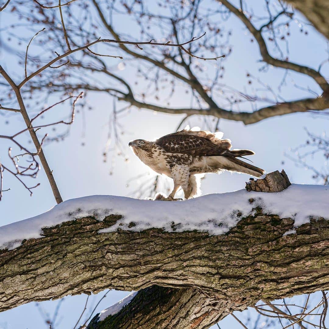 のインスタグラム：「A Red-tailed Hawk keeps a keen eye out for lunch on a recent sunny winter day at the Garden. 🪶 . Sound off if you've gotten into birding recently! . #plantlove #AllInNYC」