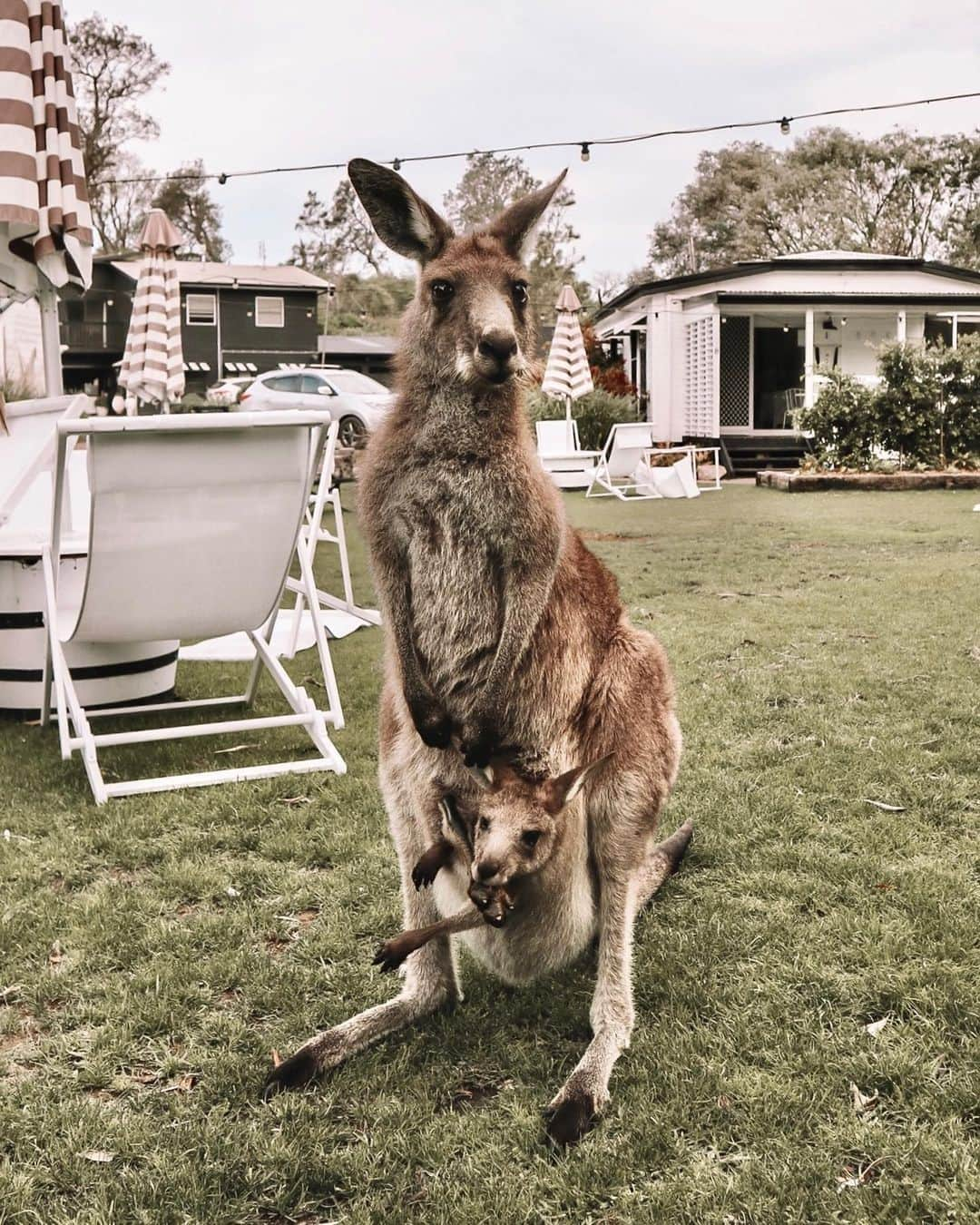 Australiaさんのインスタグラム写真 - (AustraliaInstagram)「The locals in #JervisBay certainly are a friendly bunch🧡 Just ask @jjuuulie who got a warm welcome when staying in this part of the @visitshoalhaven region. This area in @visitnsw is home to both the #BoodereeNationalPark and #JervisBayNationalPark, two great locations to take a bushwalk or pitch a tent in. If you prefer your creature comforts, @thecovejervisbay (pictured here) have you covered. Not only do they offer luxury #glamping tents but there's also an on-site boutique spa... that's a big YES from us! 🧖‍♀️⛺ #seeaustralia #NewSouthWales #shoalhaven #holidayherethisyear」2月25日 4時00分 - australia