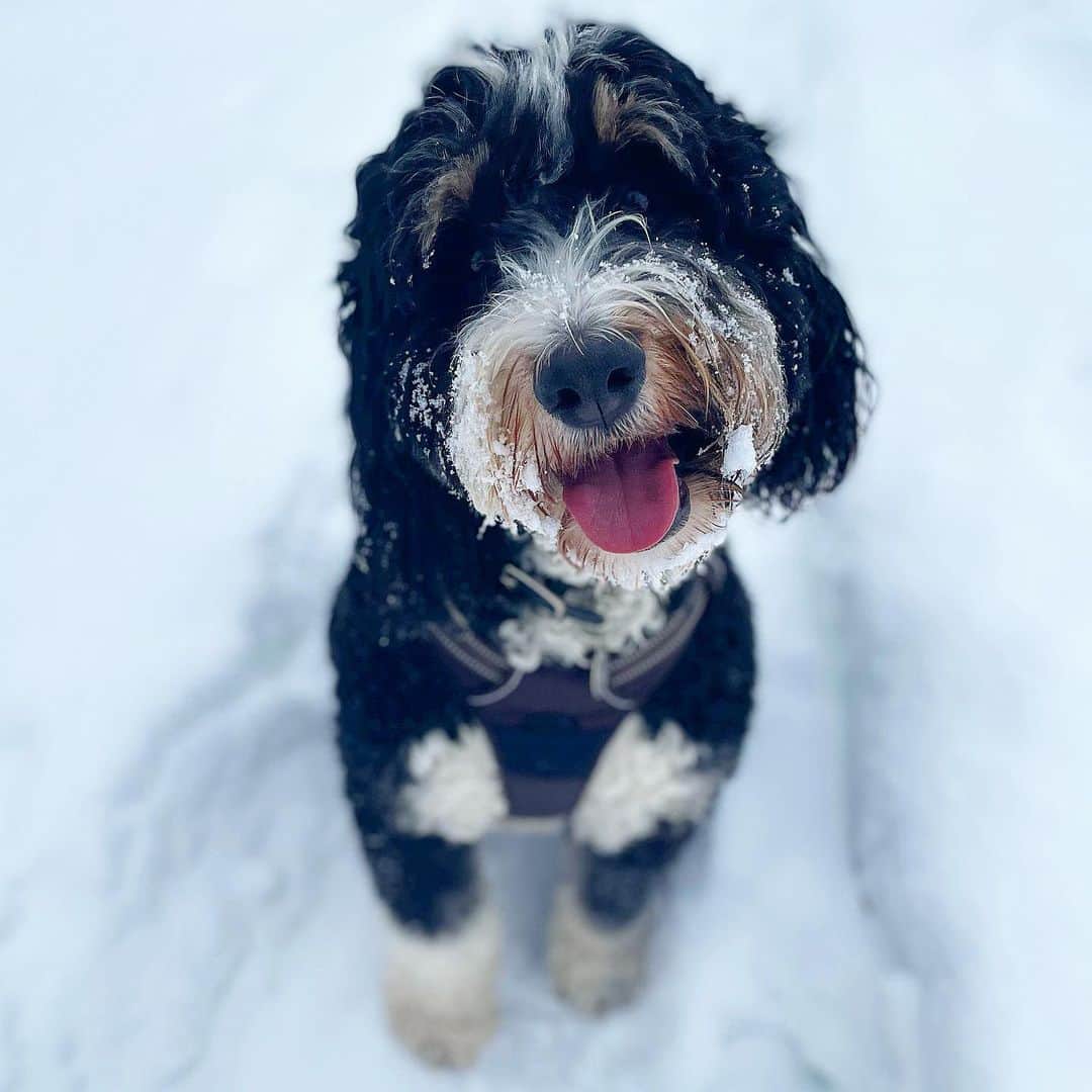 アリ・ラーターのインスタグラム：「🐶 💗 ❄️」