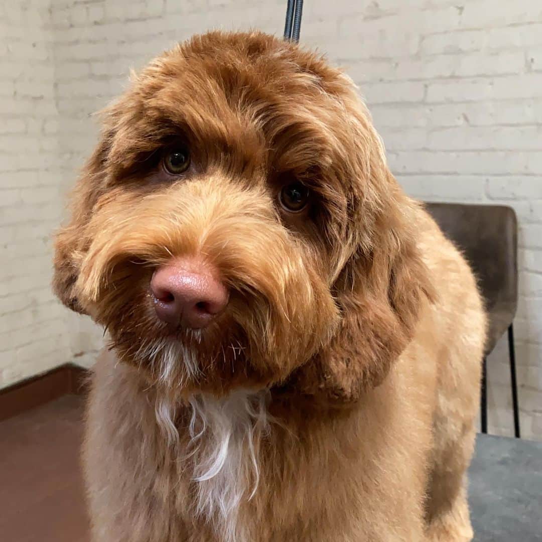 Dogs by Ginaのインスタグラム：「Rubble | Labradoodle」