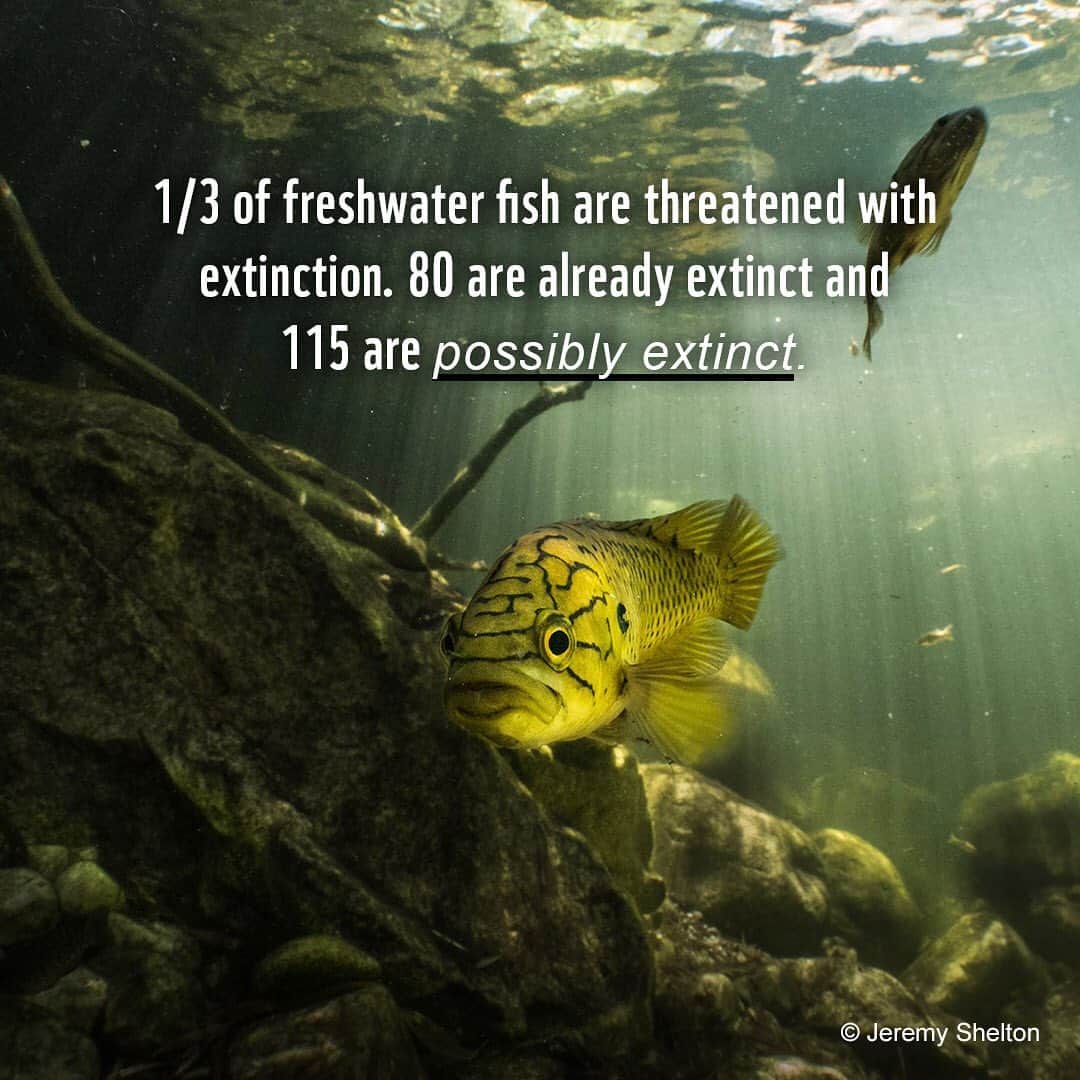 レオナルド・ディカプリオさんのインスタグラム写真 - (レオナルド・ディカプリオInstagram)「Did you know? There are more than 18,000 types of freshwater fish. They are critical to the health of our rivers, lakes and wetlands. Swipe to learn about some of the world's most valuable species.   @wwf @global_wildlife_conservation    #FreshwaterFish #ProtectFish #OurPlanetDaily #ClimateChange #Pollution #UnsustainableFishing」2月25日 4時17分 - leonardodicaprio
