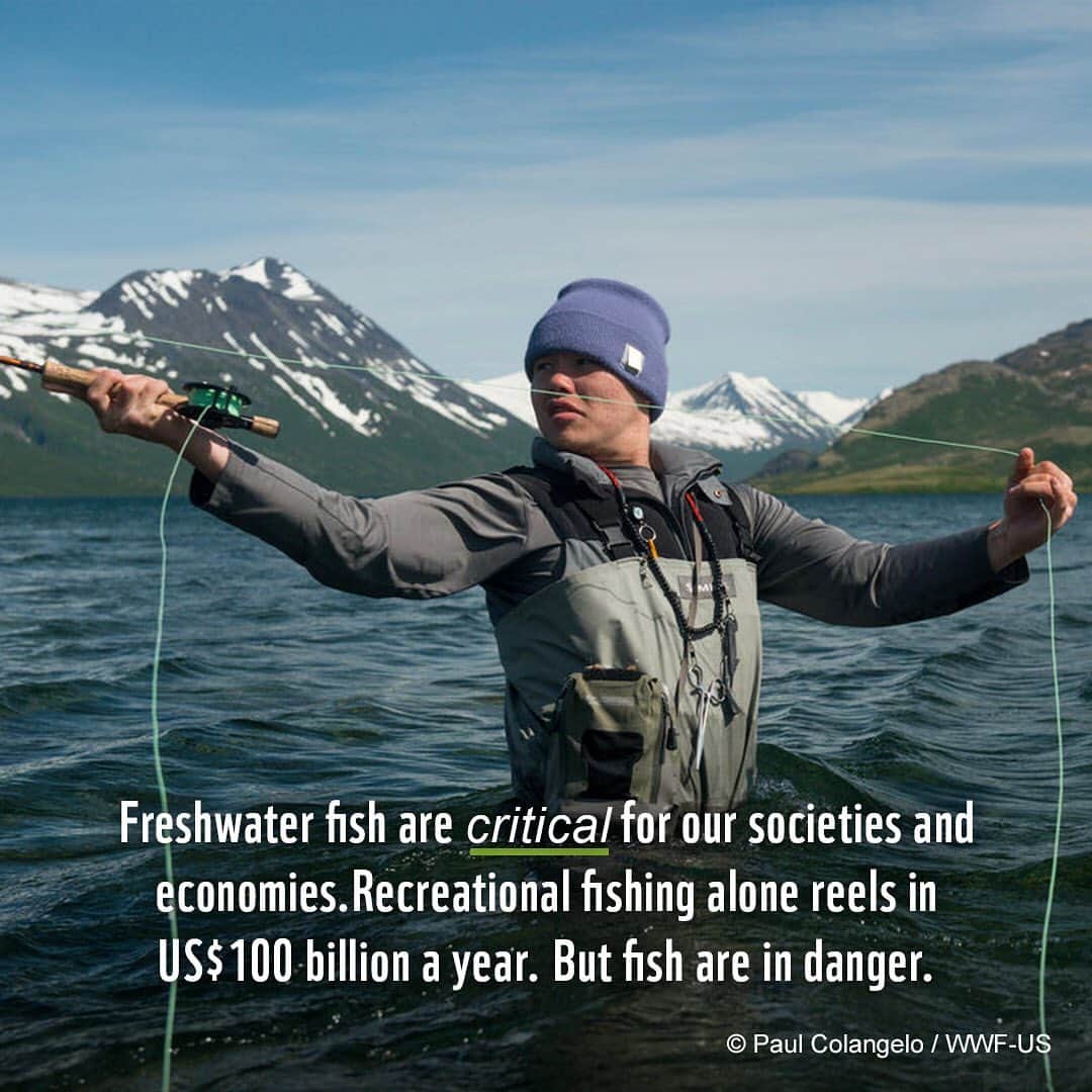 レオナルド・ディカプリオさんのインスタグラム写真 - (レオナルド・ディカプリオInstagram)「Did you know? There are more than 18,000 types of freshwater fish. They are critical to the health of our rivers, lakes and wetlands. Swipe to learn about some of the world's most valuable species.   @wwf @global_wildlife_conservation    #FreshwaterFish #ProtectFish #OurPlanetDaily #ClimateChange #Pollution #UnsustainableFishing」2月25日 4時17分 - leonardodicaprio