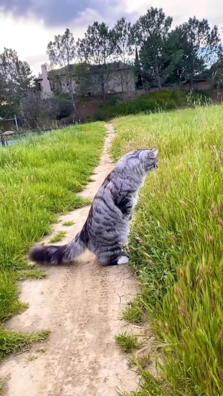 The Cats Of Instagramのインスタグラム：「#Repost • @sterlingsilvercat The secret is out! Sterling’s been a meerkat all along 😆」