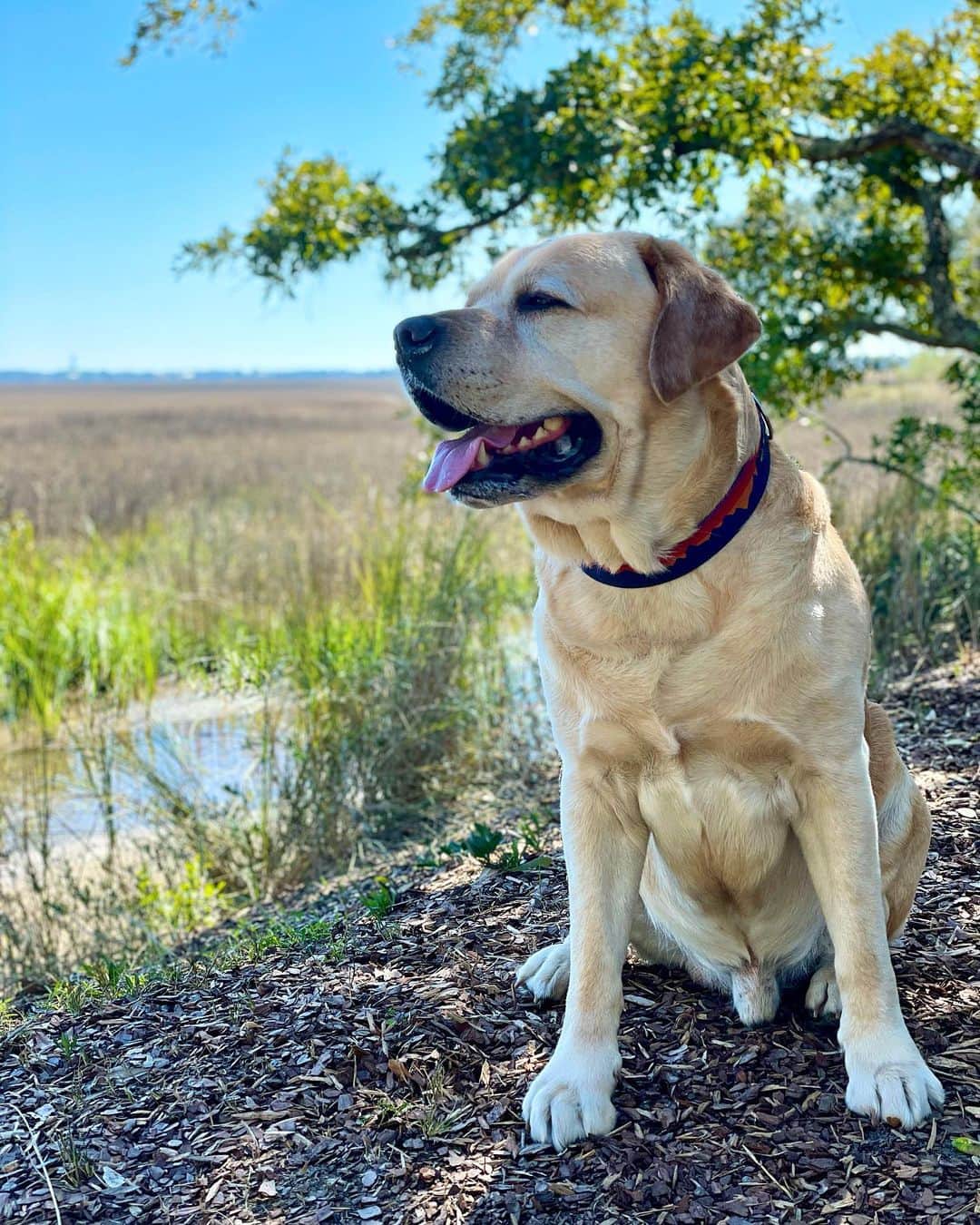 Huckさんのインスタグラム写真 - (HuckInstagram)「Finally enjoying some nice weather ☀️☀️☀️  . . . . . . . . . #thelablove_feature #talesofalab #yellowlab #labrador_class #labsofinsta #yellowlabsofinstagram #dogsofinstagram #labphotooftheday #englishlabrador #worldofmylab #labradorretriever #yellowlaboftheday #labradorable #yellowlabsquad #fab_labs_ #charleston」2月25日 4時39分 - yellow_lab_named_huck