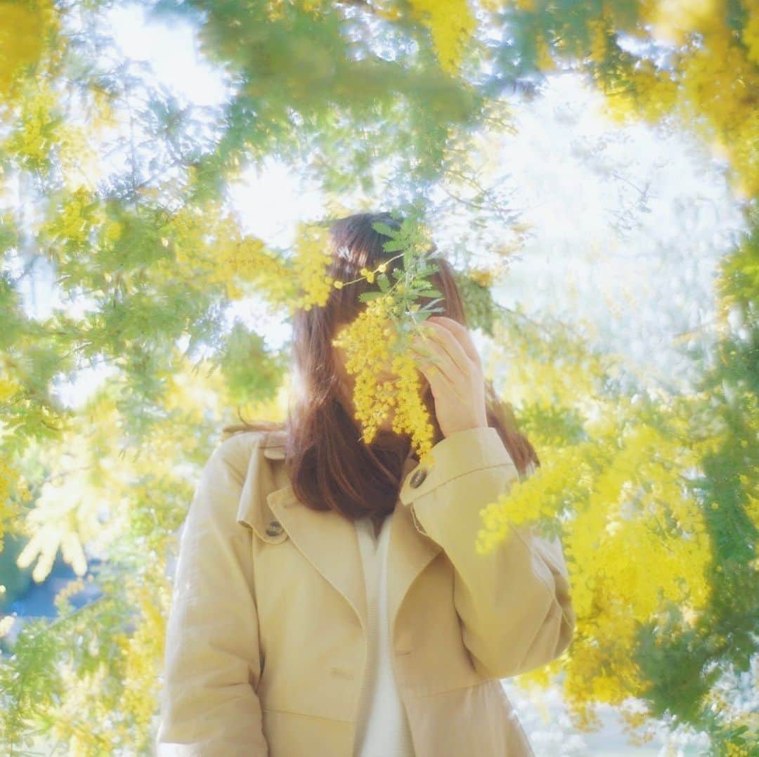 Sherryのインスタグラム：「ㅤㅤㅤㅤㅤㅤㅤㅤㅤㅤㅤㅤㅤ ㅤㅤㅤㅤㅤㅤㅤㅤㅤㅤㅤㅤㅤ mimosa🌼 ㅤㅤㅤㅤㅤㅤㅤㅤㅤㅤㅤㅤㅤ」