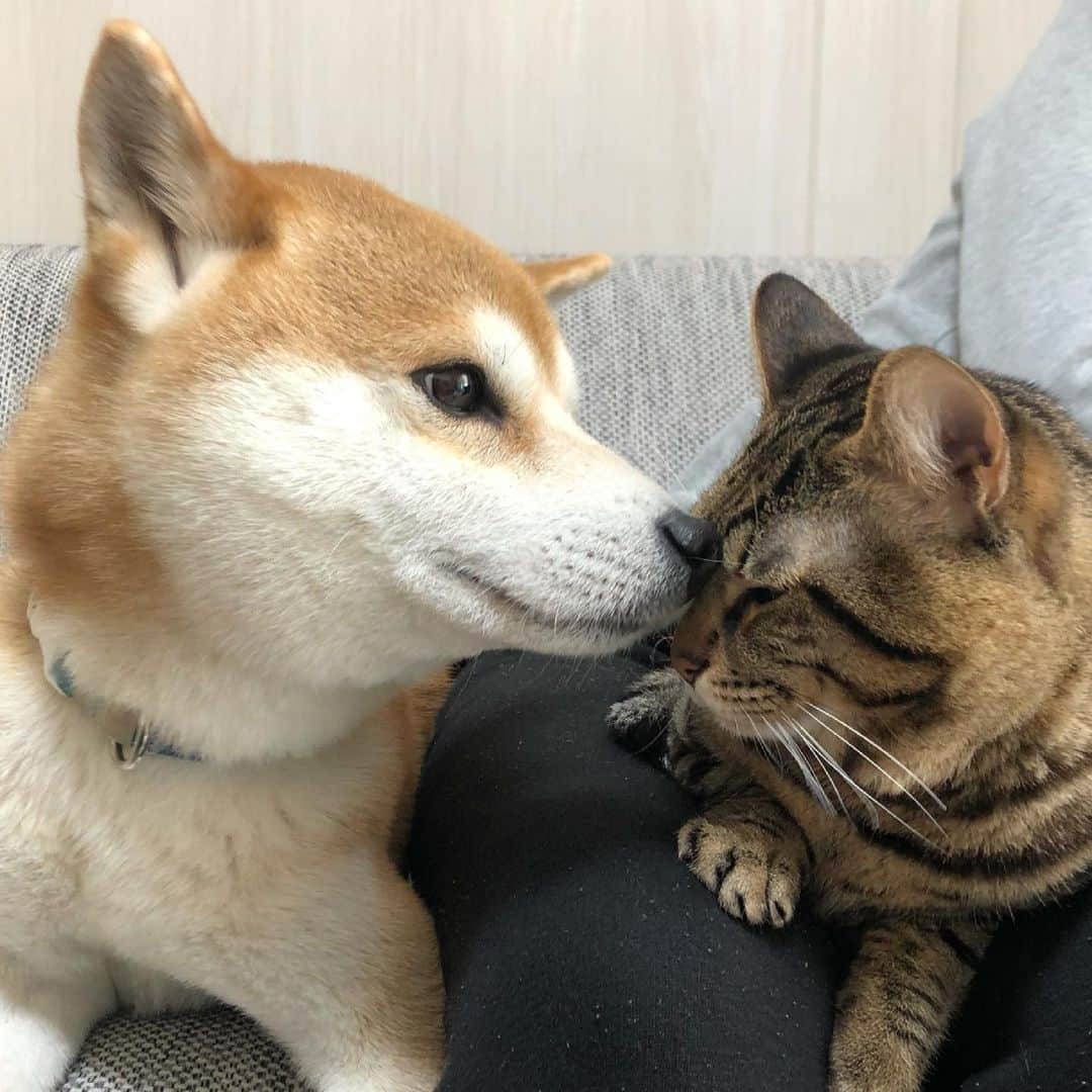 のインスタグラム：「. パパの膝上でもチュ！  #仕事中とか関係ないフタリ #緊急事態宣言発令中  #延長しませんように #コロナ終息してほしい」
