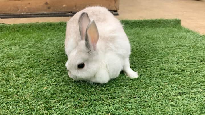 大阪ECO動物海洋専門学校のインスタグラム：「飼育室にいるウサギさん🐰💕 フォルムも、もふもふ感もたまりません🥺！！！  #うさぎ #うさぎ好きさんと繋がりたい  #もふもふ #大阪ECO #大阪ECO動物海洋専門学校 #動物 #専門学校 #動物飼育 #動物園 #水族館 #飼育員 #ドルフィントレーナー #アクアリスト #動物看護師 #トリマー #ドッグトレーナー #トリミング #犬 #animal #dog」