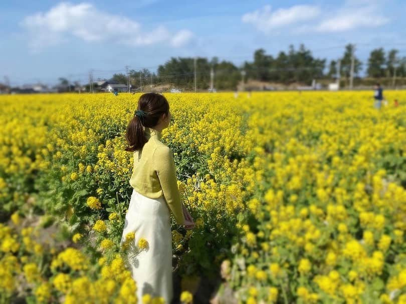 鹿野未涼のインスタグラム：「.  菜の花が綺麗に咲いていて 春の訪れを感じました🌼  そして、この日は たまたま菜の花カラーのニットでした🐝  #菜の花 #お花 #flowers  #黄色の絨毯 #笑顔になる #手を広げがち  #写真の時だけマスク外してます」