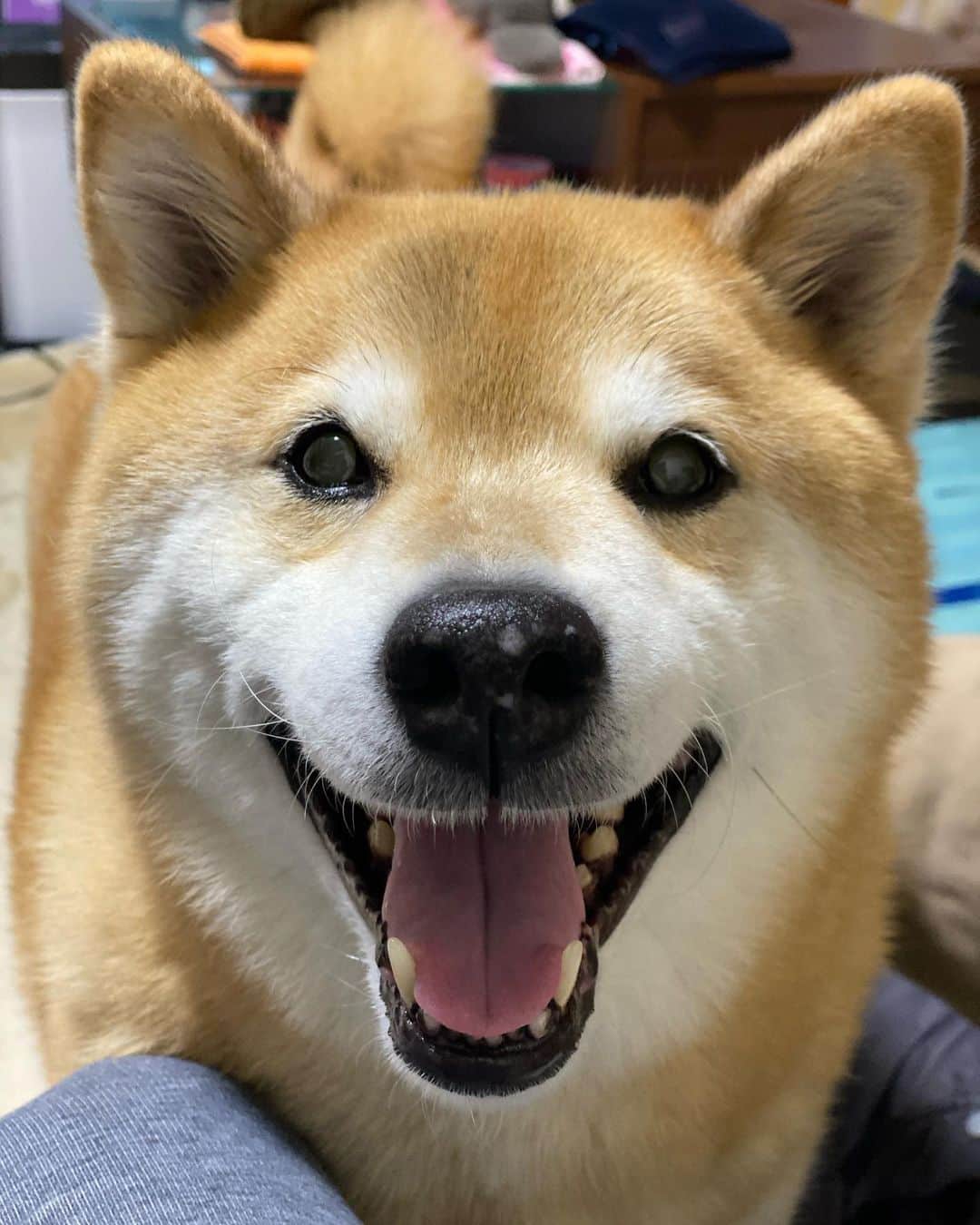 まる（まるたろう）のインスタグラム：「Let's do something!✨🐶✨パパ遊んであげよっか #いいよ #あそんだげる #おもちゃ持っといで」