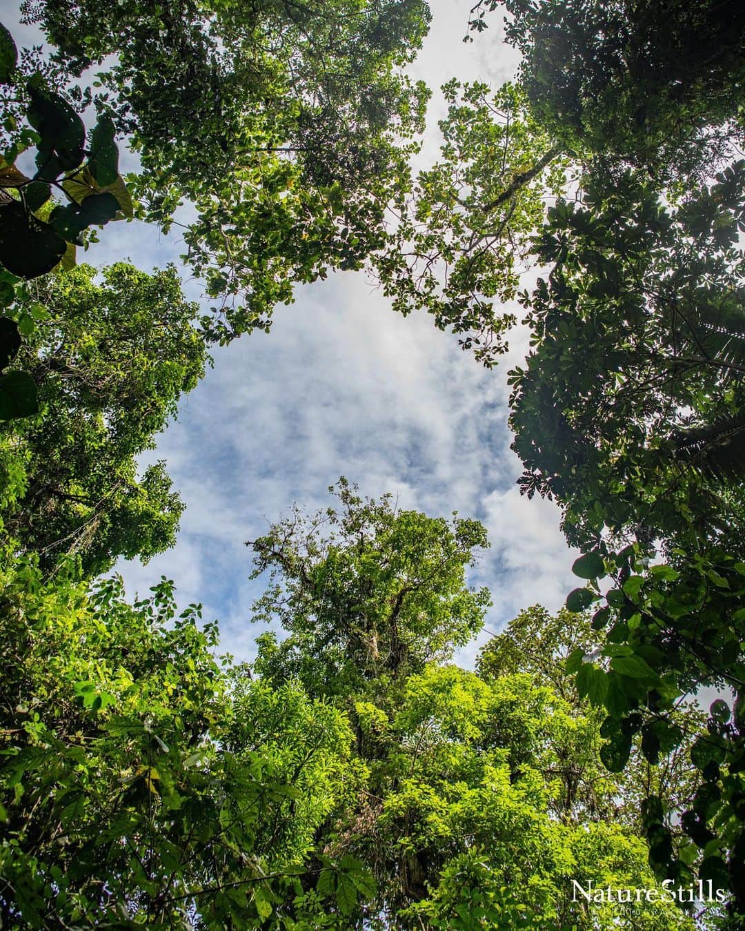 YOONのインスタグラム：「The nature has given us grapes for champagne so it was right thing to give back to the places which are in need. 🌳🌱🍃🥂💚   In line with the tradition of giving, dear to Moët & Chandon for centuries, a portion of profits from the sale of the limited-edition @moetchandon x @ambush_official bottles will go to the @worldlandtrust, an international conservation charity selected by me that protects threatened natural habitats.    #MoetChandon #moetxambush #champagne #AMBUSH #WorldLandTrust #💚」