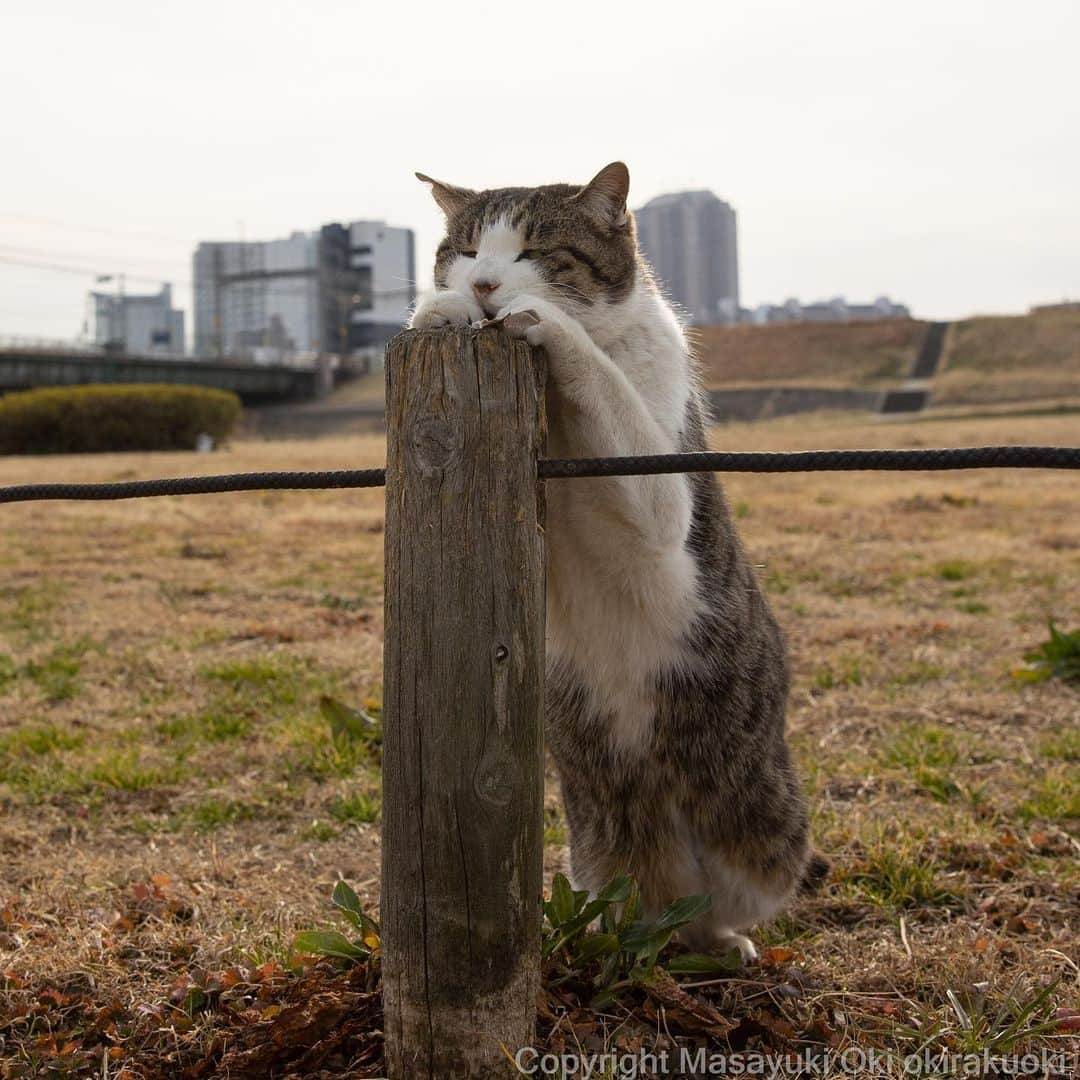 Masayukiさんのインスタグラム写真 - (MasayukiInstagram)「あごのせ。」2月24日 20時05分 - okirakuoki