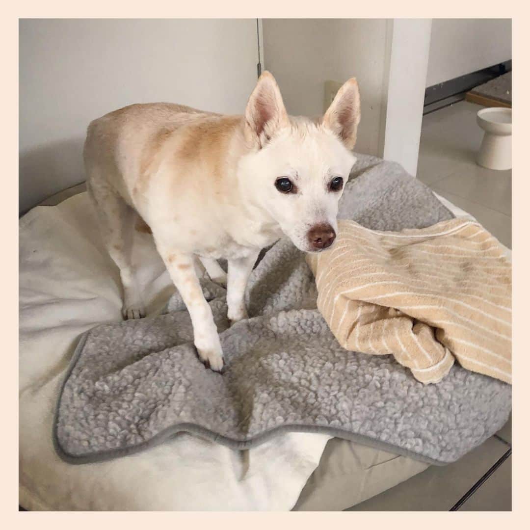 パンといっぴきのインスタグラム：「#元保護犬 #雑種犬 #crossbreed #mixdog #キップル14歳」