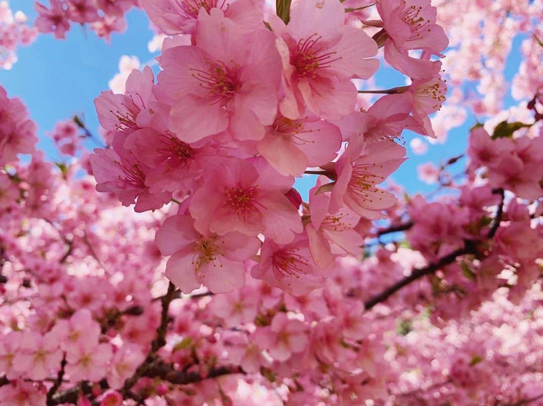 早坂香須子さんのインスタグラム写真 - (早坂香須子Instagram)「河津桜、満開🌸🌸🌸」2月24日 20時15分 - kazukovalentine