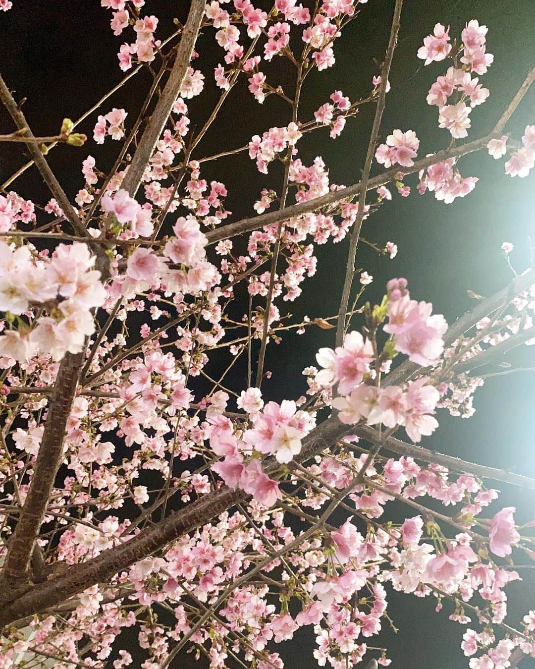 笠原美香のインスタグラム：「夜空と桜。 #春よこい #🌸」