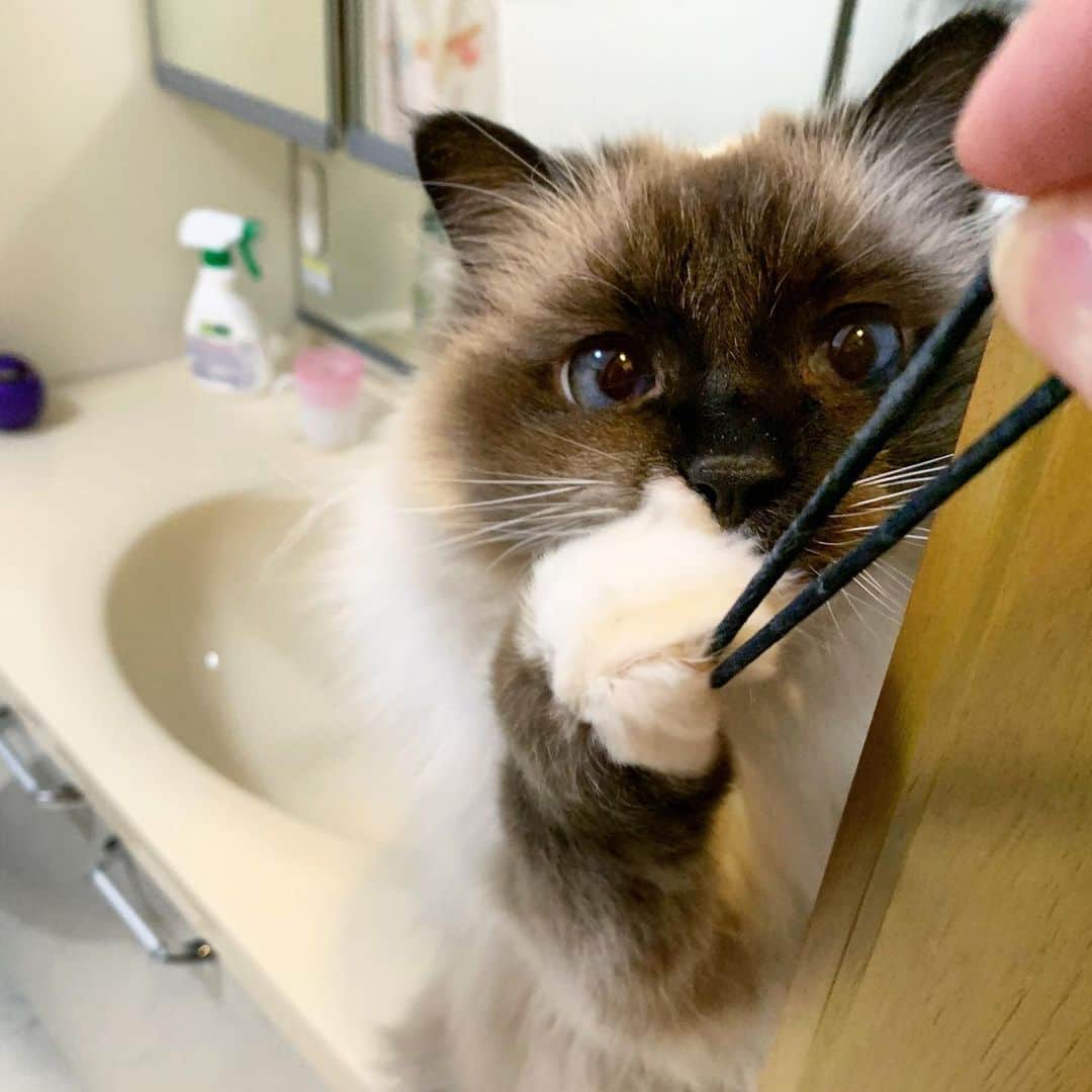 takegaeruのインスタグラム：「はにゃすなよ！ 絶対にはにゃすなよ‼️ #cat #猫 #ragdoll #ラグドール #ホワイトポッチーズ」