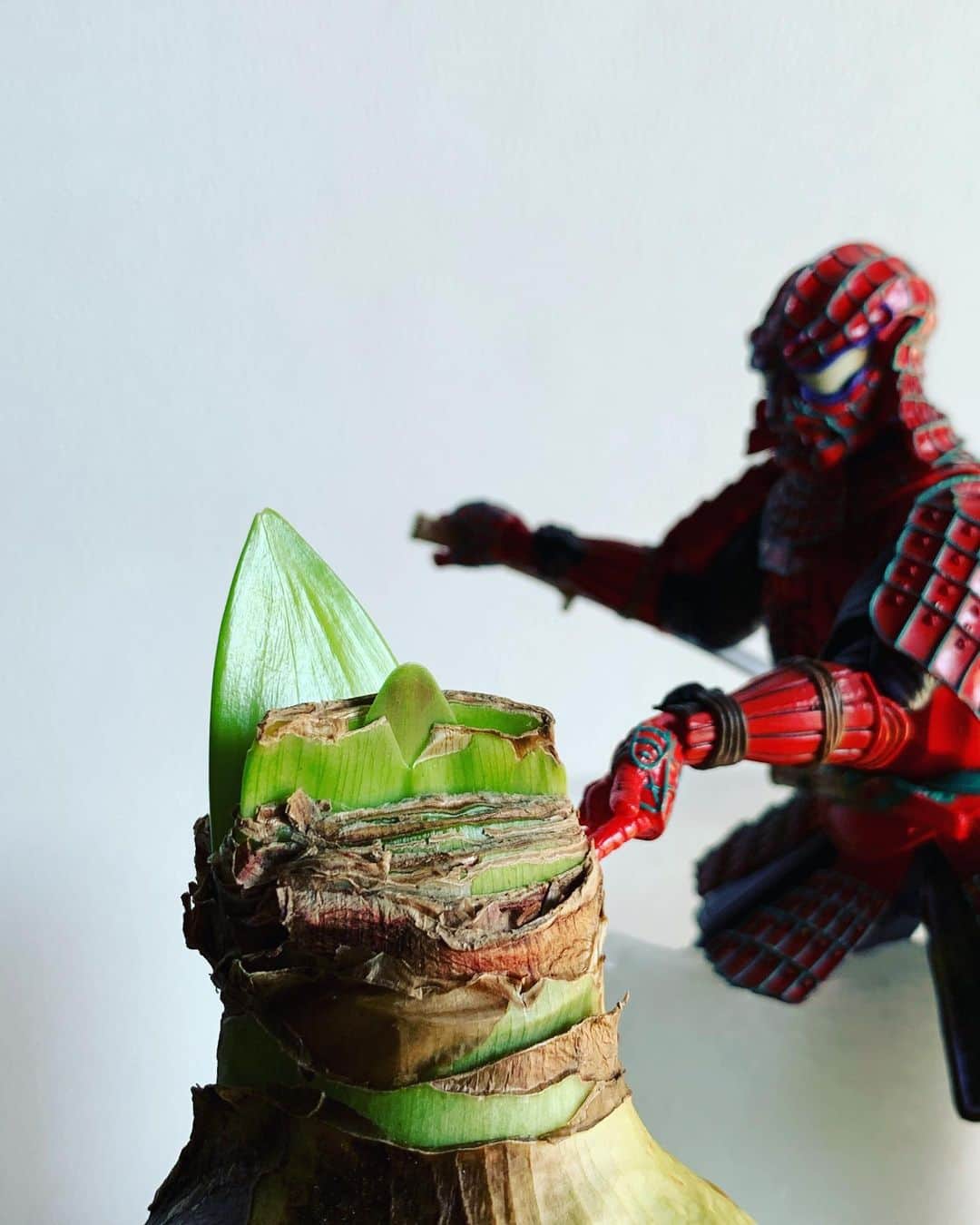 のインスタグラム：「こうふんをお伝えしていいですか！日々、手前のちょびちょび🌱の成長を観察をしていました（そこだけを見ていたんだな🤔）帰宅したら後ろ側にズゴーンとそびえ立つ緑壁が！びっくりしタケノコ！しかも全く予想外の所が急成長😳。最初、でっかいゴミか何かかとおもったよ…ごめんね笑　すごいね！！！かわいいね☺️  隣の人の仕業でしょうか。 注入してる。笑  開花、たのしみです。」