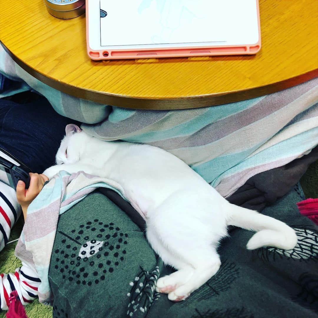 水谷さるころのインスタグラム：「また猫が溶けている　#おファルにゃん」