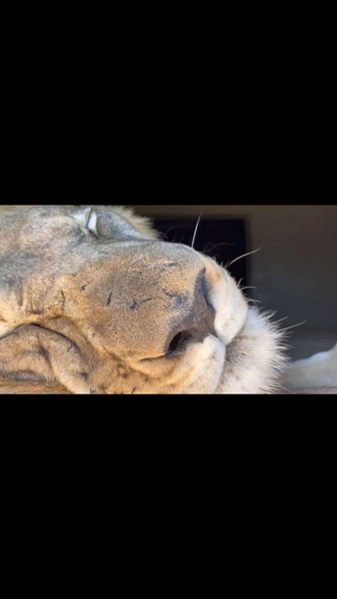Kevin Richardson LionWhisperer のインスタグラム