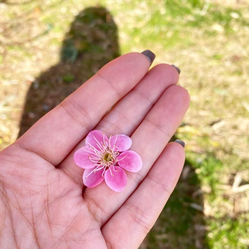 原幹恵さんのインスタグラム写真 - (原幹恵Instagram)「もう春かなぁ✨  #梅 #plumblossom #bloom #spring #春」2月24日 20時47分 - mikie_hara.official