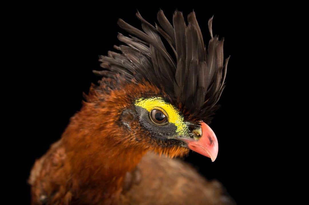 Joel Sartoreさんのインスタグラム写真 - (Joel SartoreInstagram)「With its impressive coloration and fancy crest of feathers, it's no surprise that the nocturnal curassow is considered a creature of mythical proportions. The smallest of the curassow species, this bird is rarely spotted, as it usually sleeps through the brightest hours of the day. As their name suggests, these curassows come to life at night, their songs echoing throughout the forest, especially when there’s a new moon. Photo taken @officialdwazoo. #curassow #nocturnal #bird #crest #mohawk #feathers #mythical #PhotoArk #savetogether」2月24日 20時47分 - joelsartore